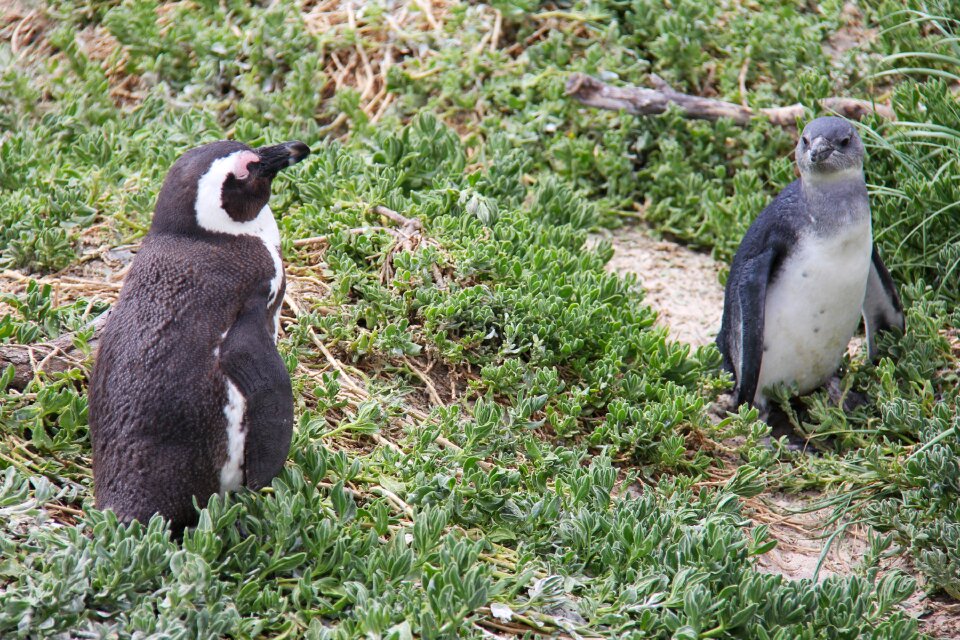 Beautiful beach boulders beach