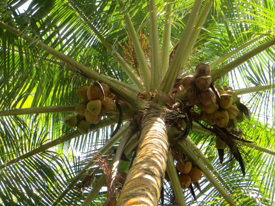 Coconut tree nature