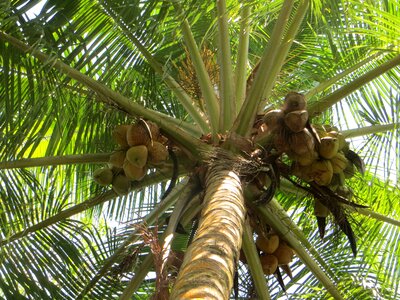 Coconut tree nature