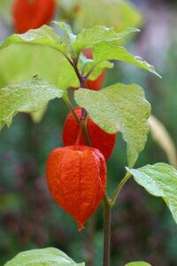 Fruit flowers plant