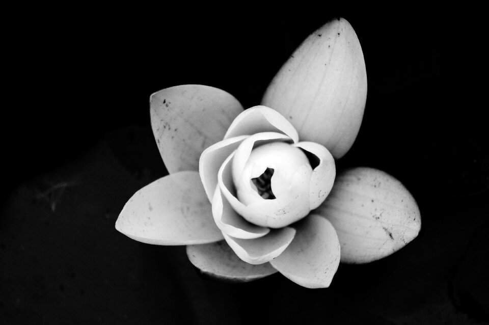 Water lily flower black and white