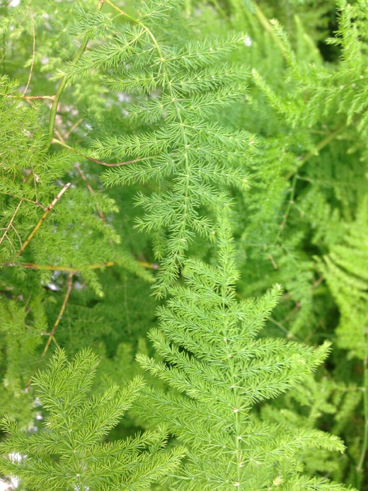 Nature forest lichen