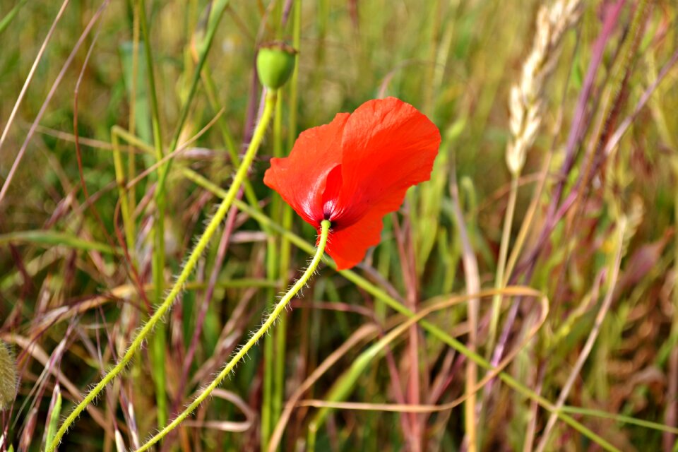 Red flower summer