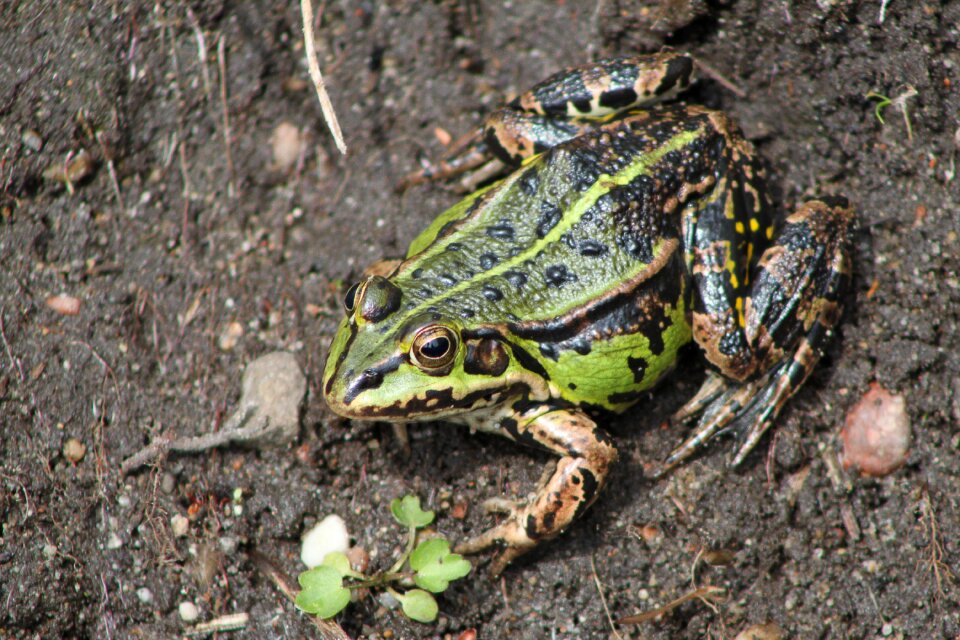 Toads small nature