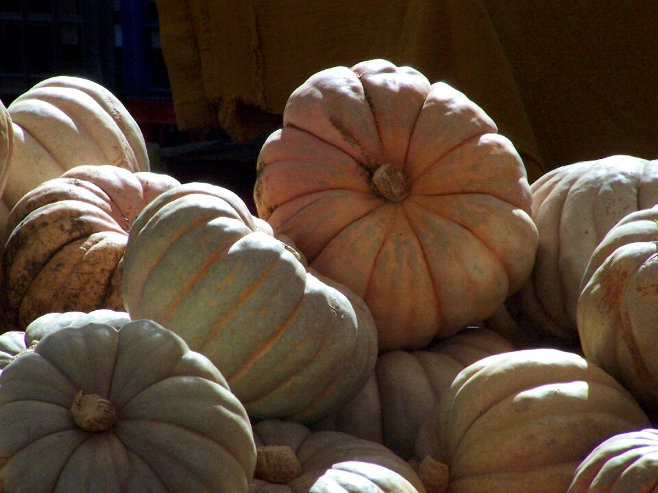 Food autumn plant