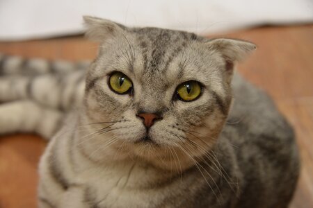 Clean gray fur animal portraits