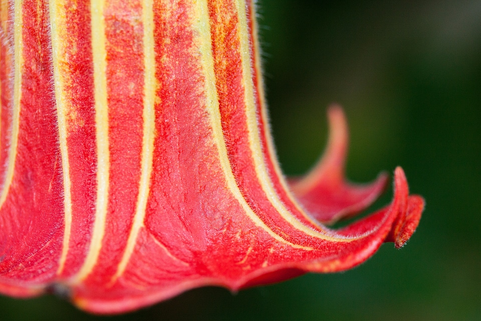 Datura bell shaped flowers
