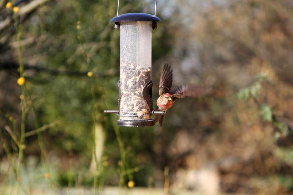 Warwickshire bird finch