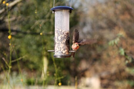 Warwickshire bird finch