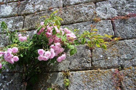 Pink natural stone wall romantic photo