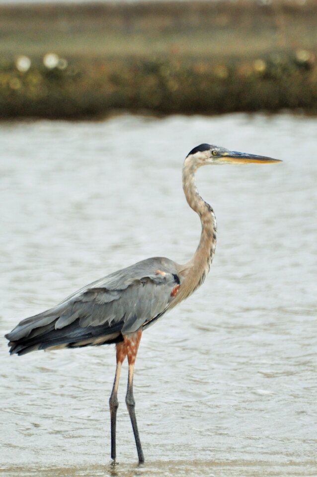 Pen animal common crane
