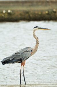 Pen animal common crane photo