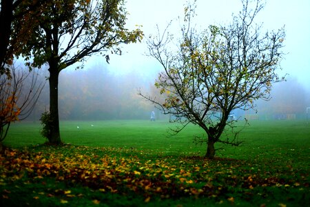 Bush landscape nature photo