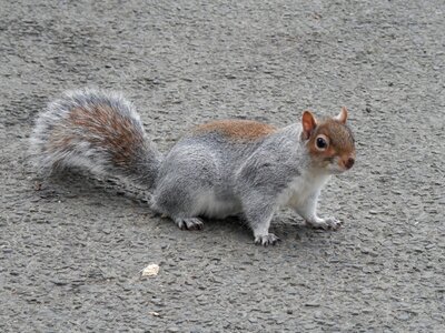 Fur animal
