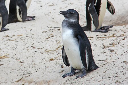 Beautiful beach boulders beach