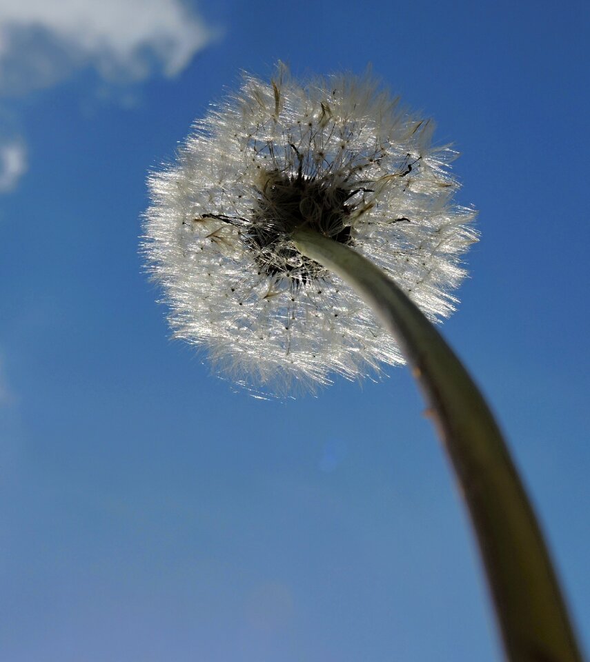 Nature blue summer