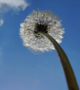 Nature blue summer photo