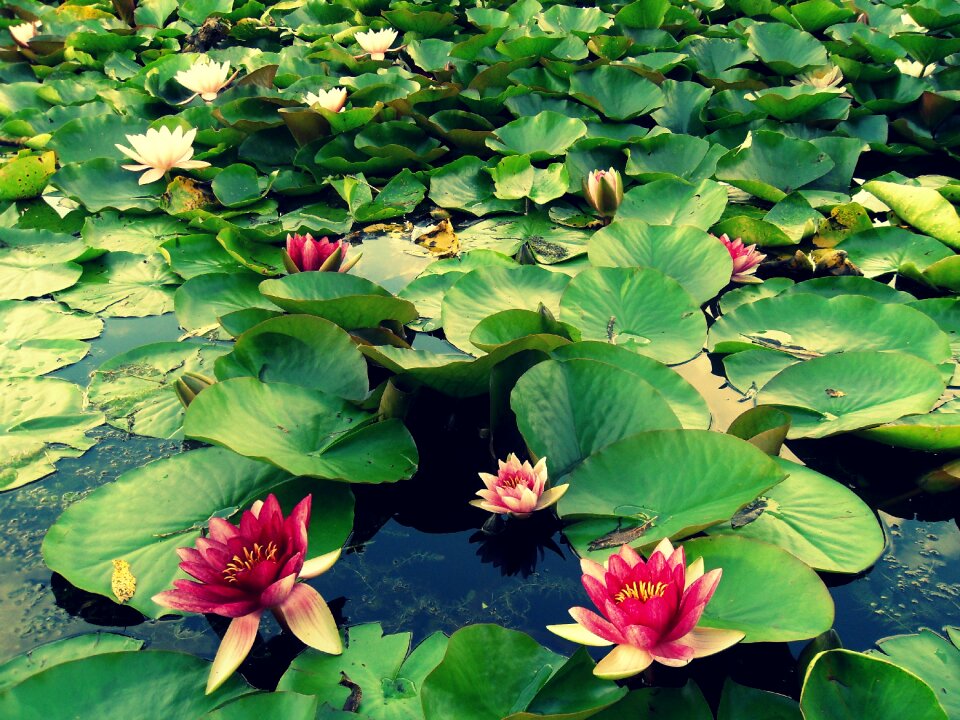 Plant flower nature