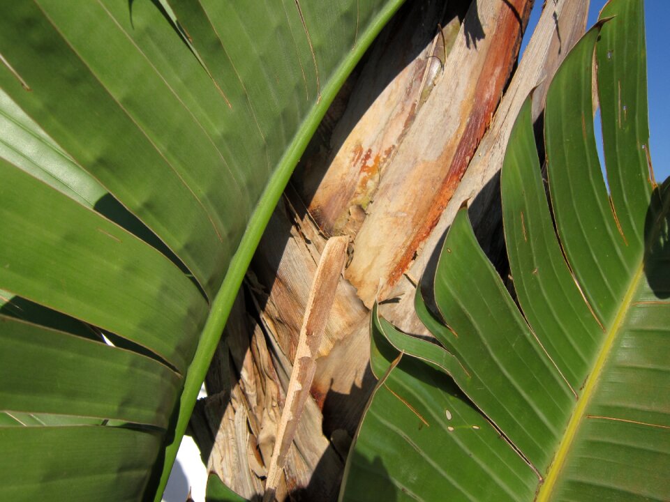 Banana leaves nature green