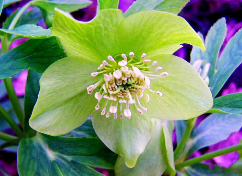 Hellebore winter aconite forest flower