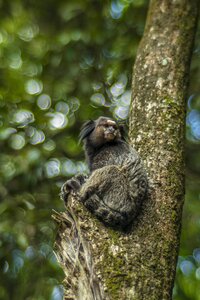 Primate in the tree nature photo