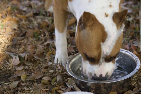 Thirsty drink hydration