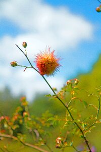 Flowers mealybug wild rose scrubland photo