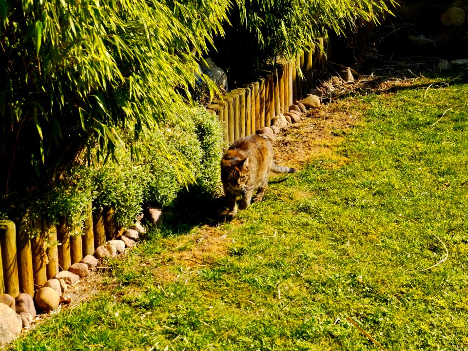 Wildcat animal wilderness