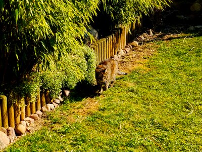 Wildcat animal wilderness