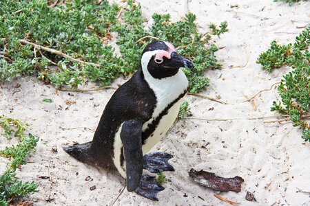 Beautiful beach boulders beach