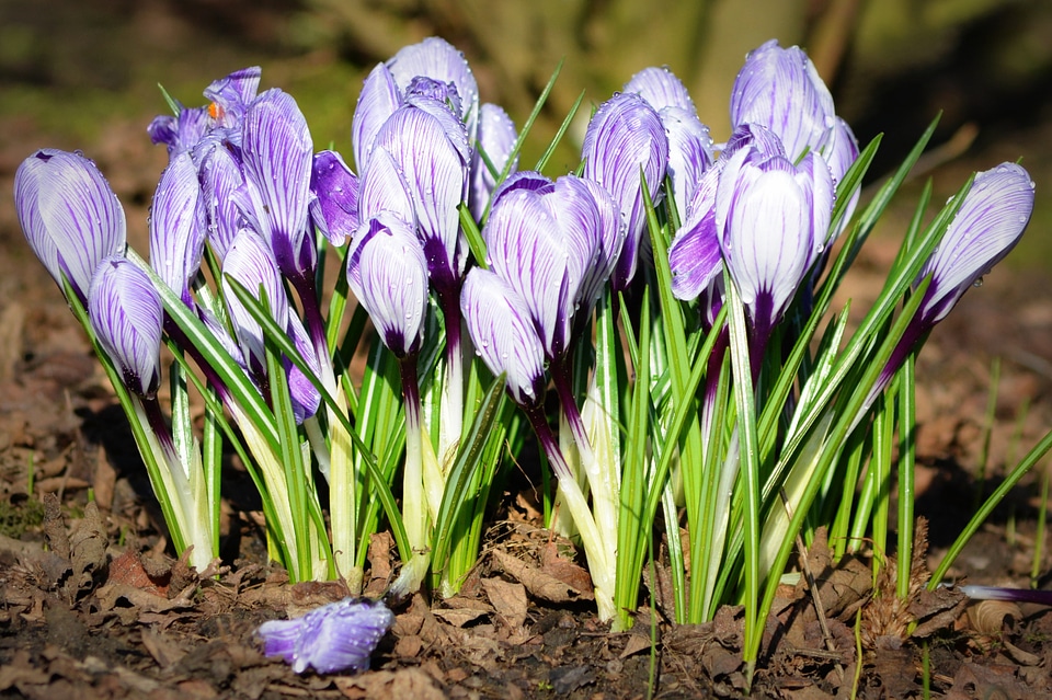 Flowers nature crocus
