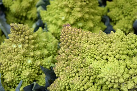 Green fractal fractals