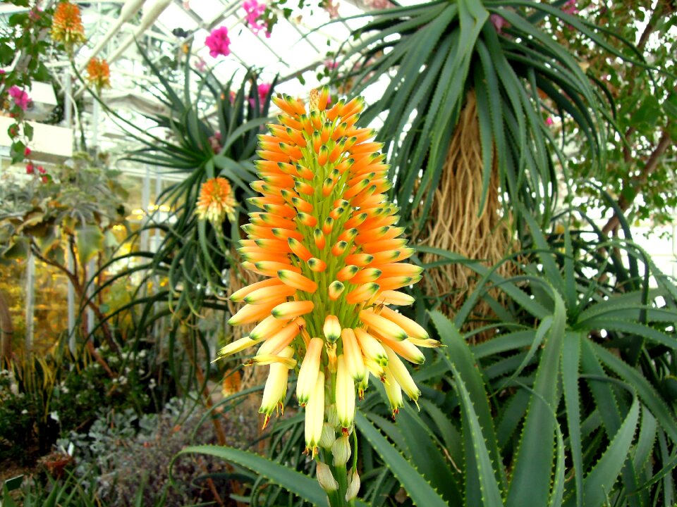Yellow inflorescence bloom
