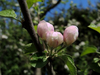 Vernal spring garden