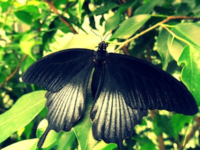 Nature macro black photo