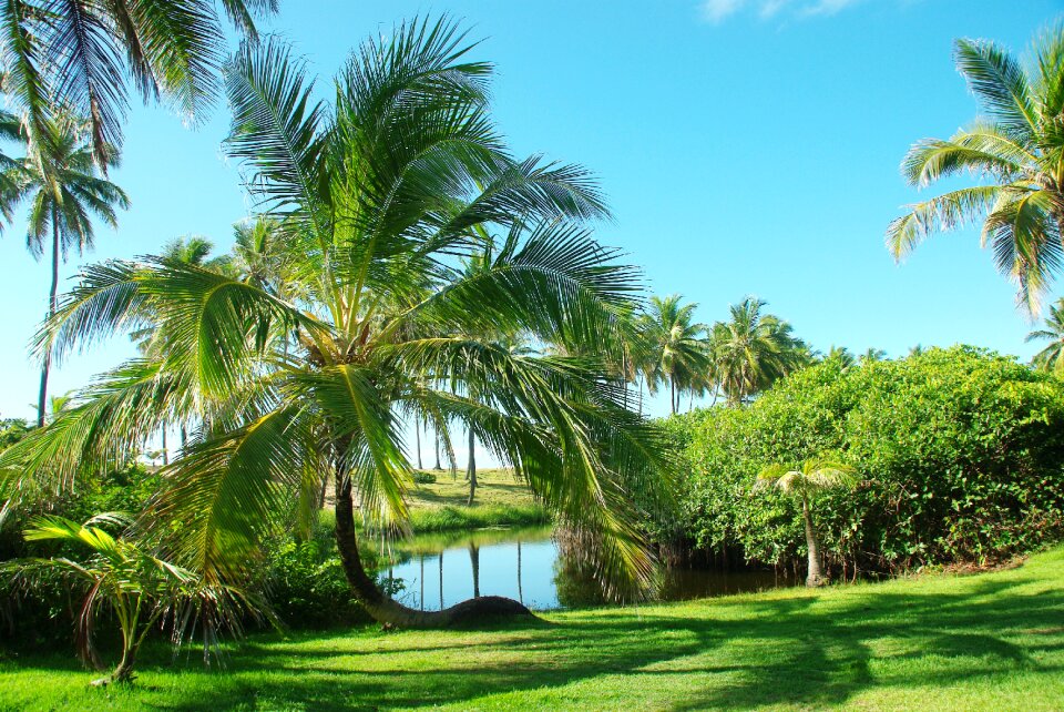 Palm exotic paradise