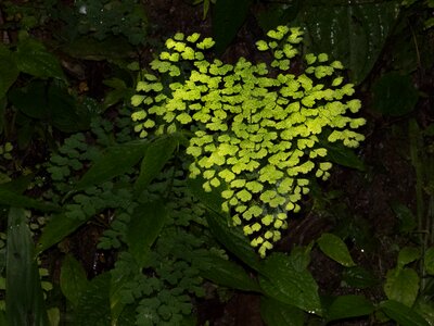 Environment flora vegetation