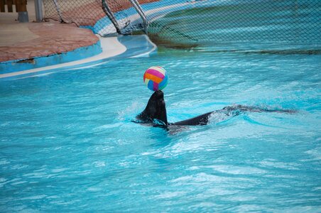 Water sea ​​lion show