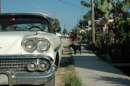 Animal cuba classic car