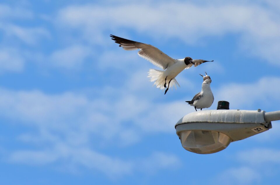 Animal nature bird flight