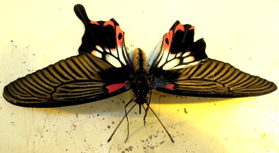 Lame duck insect the antennæ