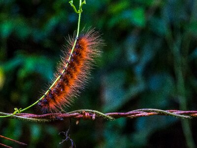 Animals hairy beast caterpillar photo