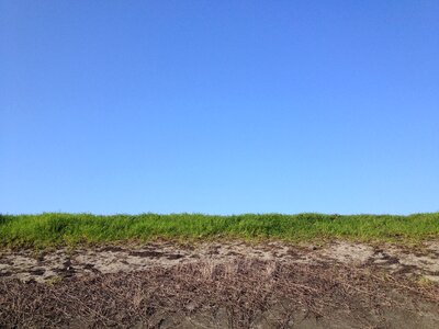 Horizon green grass spting