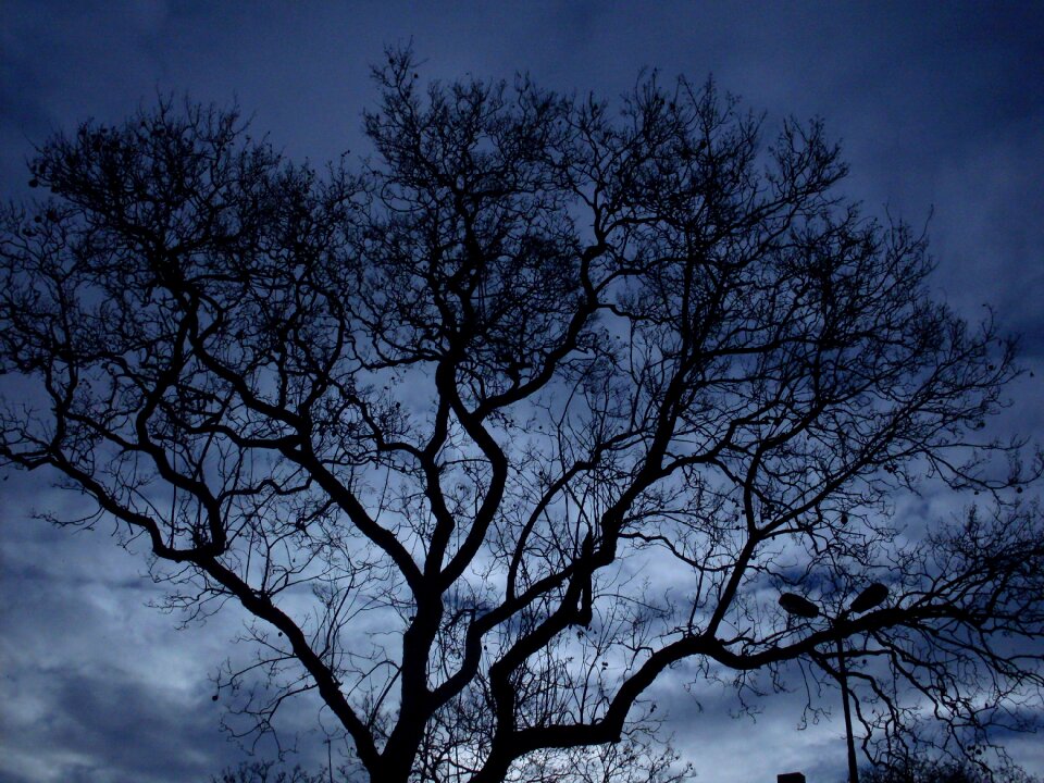 Sky forest background