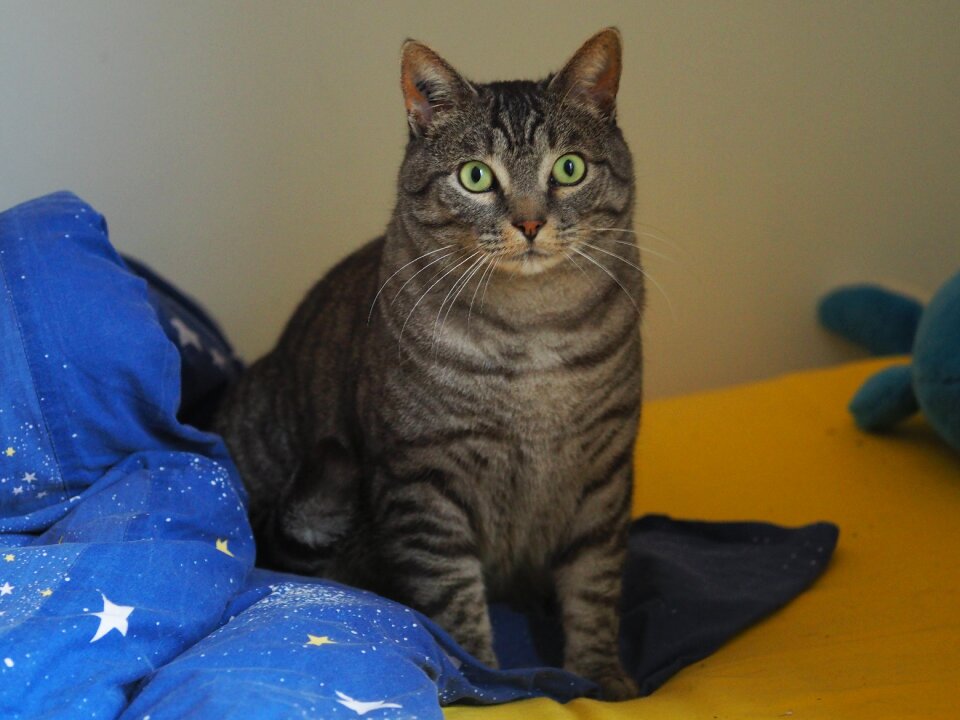 Cute animal feline