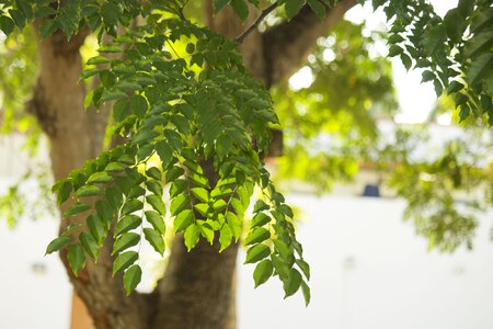 Branches green leaves plant