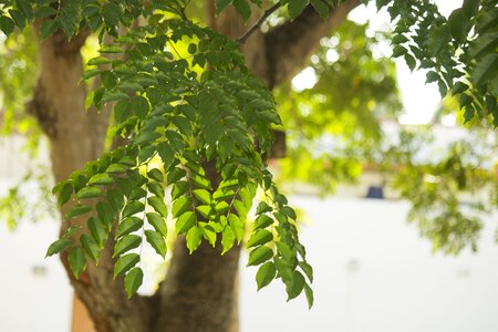 Branches green leaves plant photo