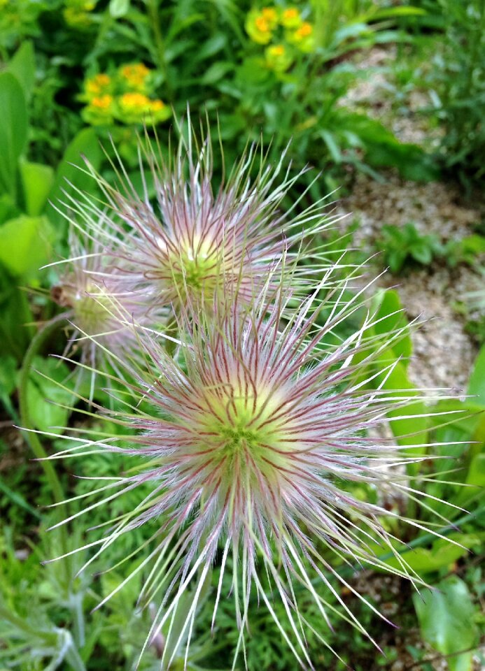 Thorny prickly plant