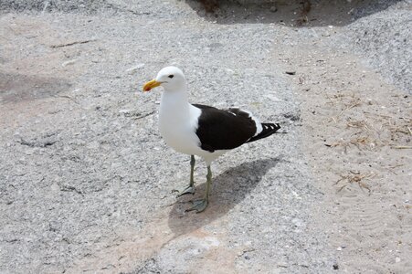 Bird seagull animal