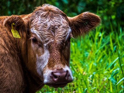 Animals cattle boi